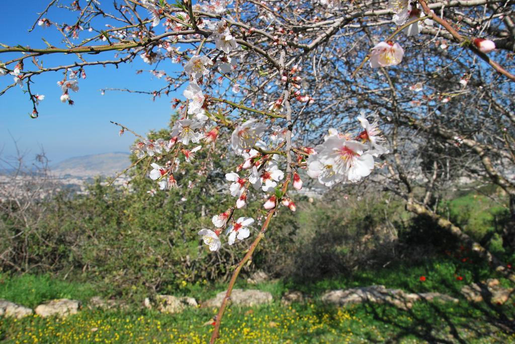 Back To Nature Camping & Huts Hotel Mikhmannim Eksteriør billede